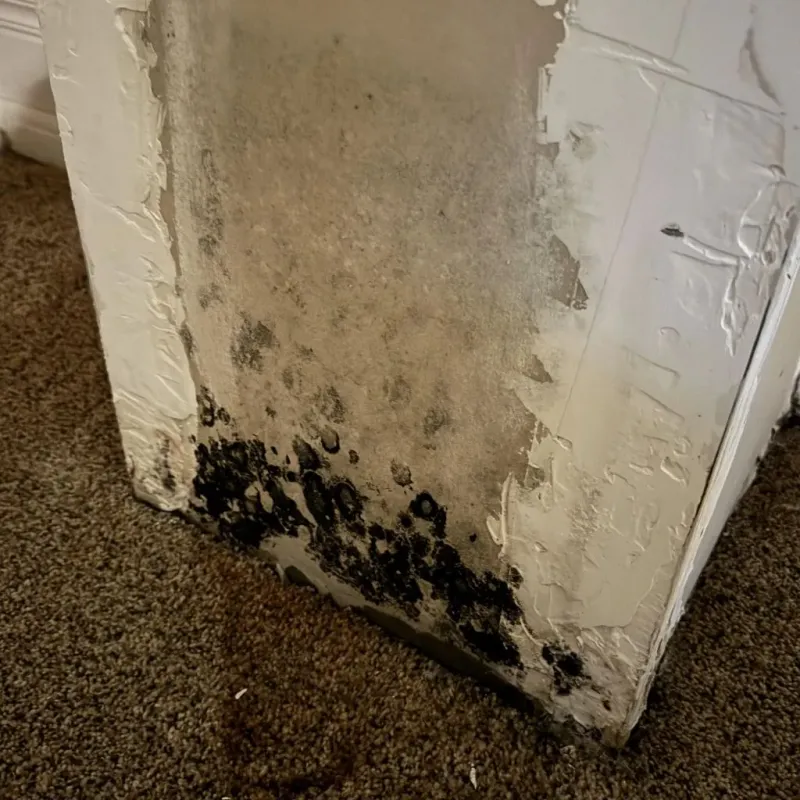 Professional Mold Removal in Montgomery, NJ